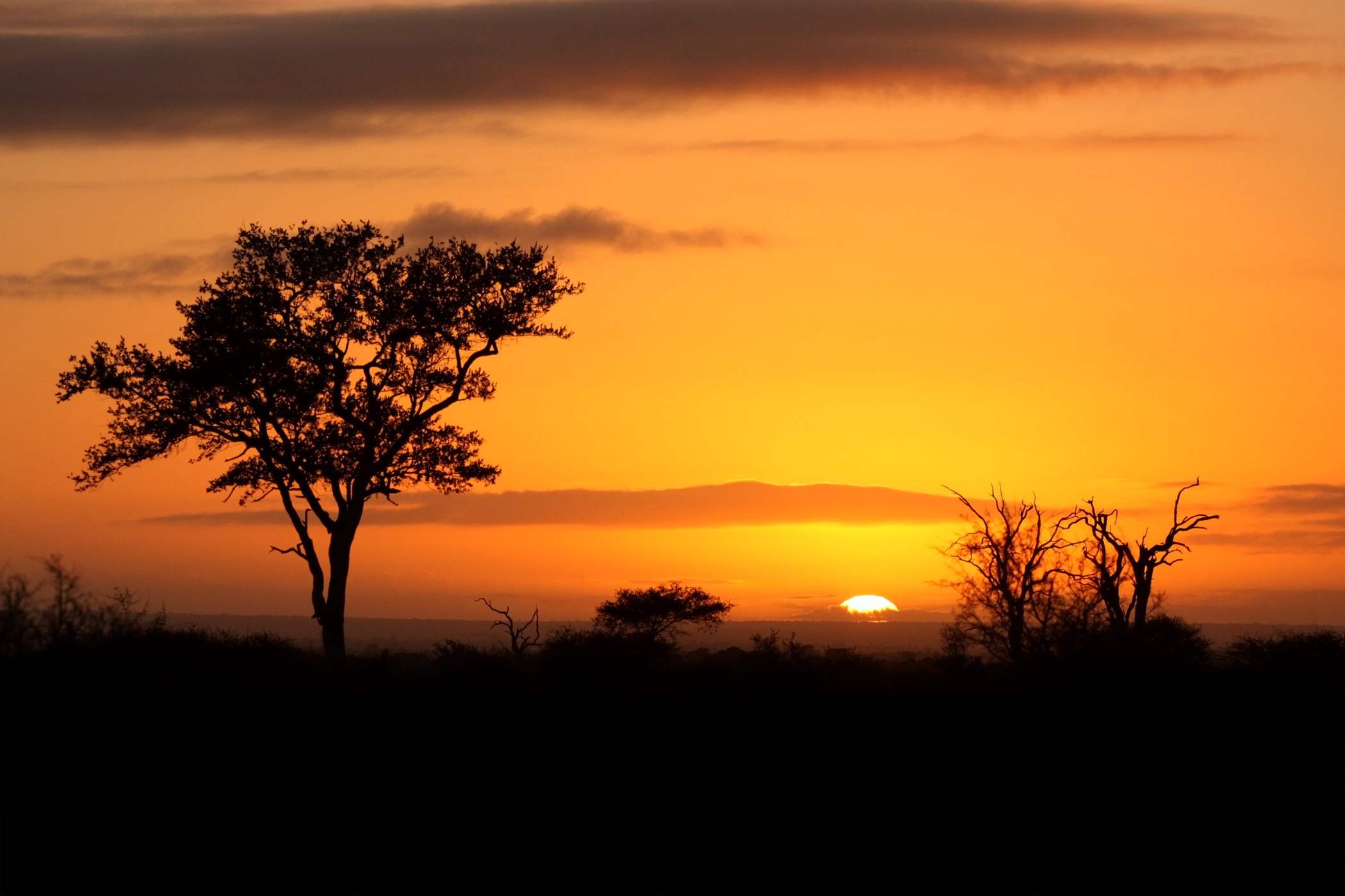 Lever de soleil dans la brousse africaine